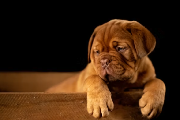 How to Choose the Right Pet Food Protein Source