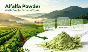 Alfalfa Powder Supplier for Animal Nutrition